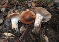 Hygrophorus leporinus